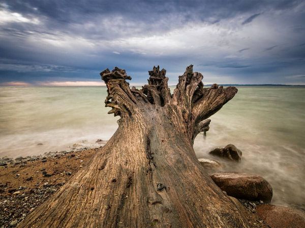 Produktbild: CALVENDO Puzzle Baumstamm an der Ostseek&uuml;ste | 1000 Teile Lege-Gr&ouml;&szlig;e 64x48cm Foto-Puzzle f&uuml;r gl&uuml;ckliche Stunden