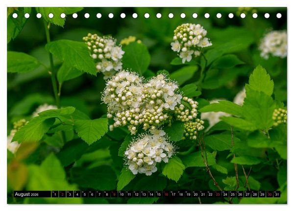 Produktbild: Kleine Blumen ganz gro&szlig; (Tischkalender 2026 DIN A5 quer), CALVENDO Monatskalender