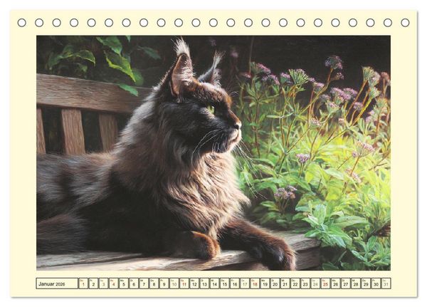 Produktbild: Main-Coon-Katzen. Die imposanten Waldkatzen im Garten (Tischkalender 2026 DIN A5 quer), CALVENDO Monatskalender