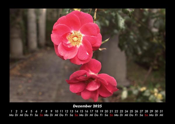 Produktbild: Blumentr&auml;ume 2025 Fotokalender DIN A3