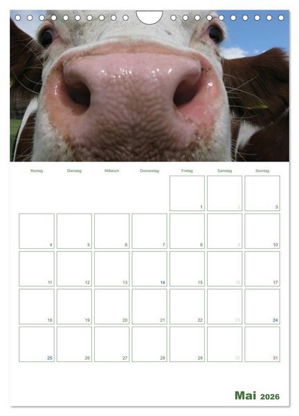 Produktbild: Kuhle K&uuml;he 2026 (Wandkalender 2026 DIN A4 hoch), CALVENDO Monatskalender
