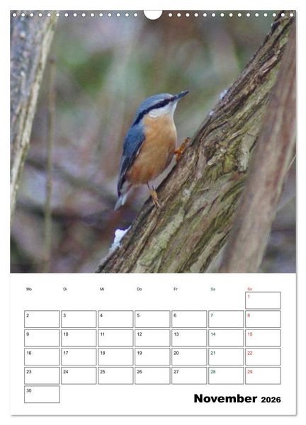 Produktbild: Heimische Singv&ouml;gel (Wandkalender 2026 DIN A3 hoch), CALVENDO Monatskalender