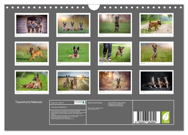 Produktbild: Traumhund Malinois (Wandkalender 2026 DIN A4 quer), CALVENDO Monatskalender