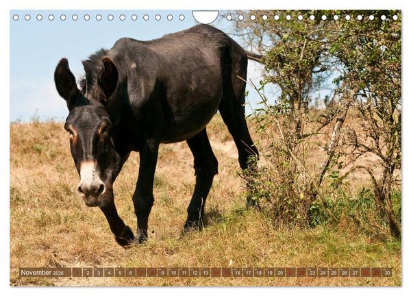 Produktbild: Esel - Sixtus Loreley (Wandkalender 2026 DIN A4 quer), CALVENDO Monatskalender