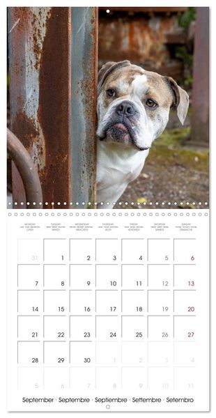 Produktbild: City dogs in the landscape park (Wall Calendar 2026 12 &times; 12 Inch) CALVENDO 12 Month Wall Calendar