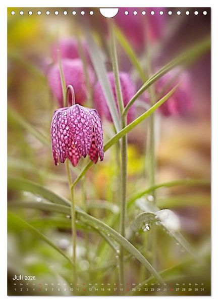 Produktbild: NATUR PUR Kleine Blumen am Wegesrand (Wandkalender 2026 DIN A4 hoch), CALVENDO Monatskalender