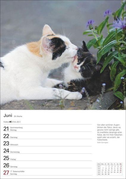 Produktbild: Katzen Wochenplaner 2027 - 53 faszinierende Fotografien