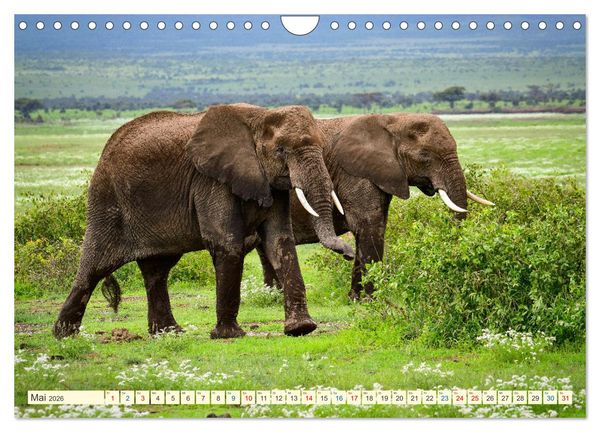 Produktbild: Die Riesen der Savanne (Wandkalender 2026 DIN A4 quer), CALVENDO Monatskalender