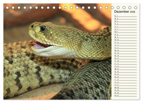 Produktbild: Gef&auml;hrliche Schlangen (Tischkalender 2026 DIN A5 quer), CALVENDO Monatskalender