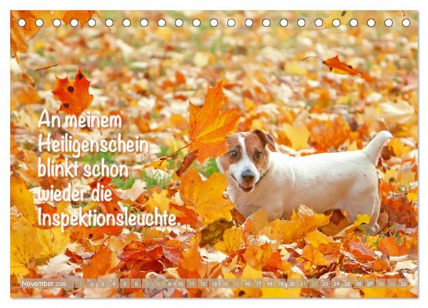 Produktbild: Jack Russell Terrier: Komm spielen (Tischkalender 2026 DIN A5 quer), CALVENDO Monatskalender