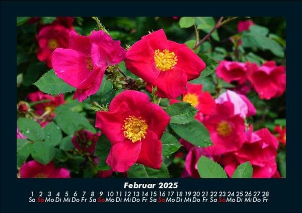 Produktbild: Blumen & Pflanzen 2025 Fotokalender DIN A5