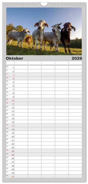 Produktbild: Familienplaner 2026 - Kuh und Co. mit 5 Spalten (Wandkalender, 21 x 45 cm) CALVENDO