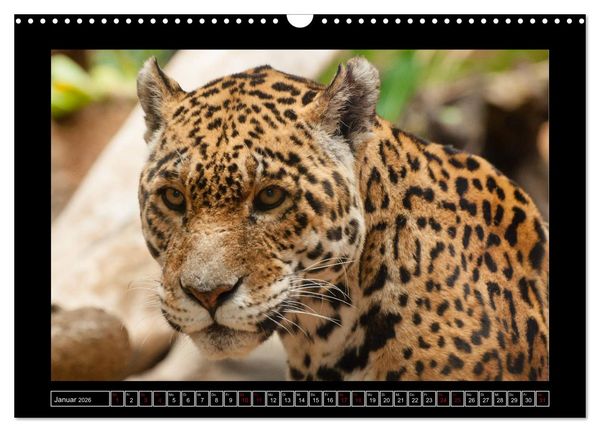 Produktbild: Tiger, L&ouml;we und Co. (Wandkalender 2026 DIN A3 quer), CALVENDO Monatskalender