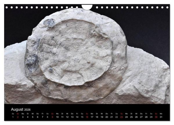 Produktbild: Fossilien - Zeugen der Urzeit (Wandkalender 2026 DIN A4 quer), CALVENDO Monatskalender