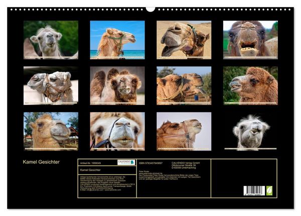 Produktbild: Kamel Gesichter (Wandkalender 2026 DIN A2 quer), CALVENDO Monatskalender