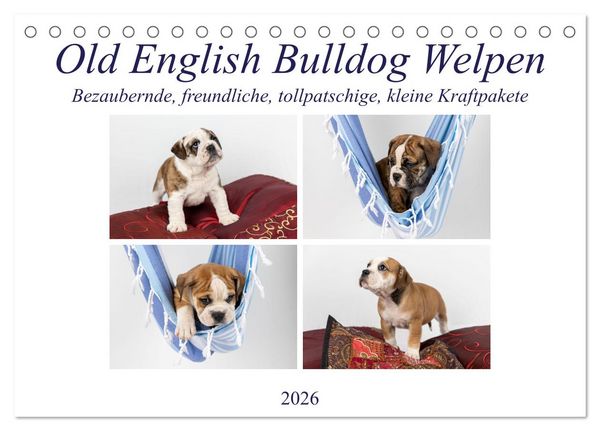 Old English Bulldog Welpen (Tischkalender 2026 DIN A5 quer), CALVENDO Monatskalender