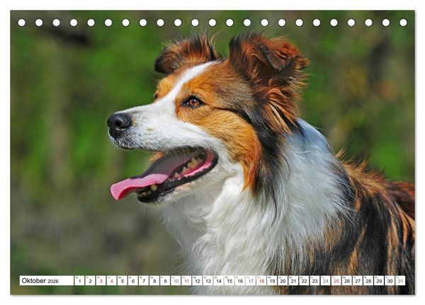Produktbild: Traumhund Border Collie (Tischkalender 2026 DIN A5 quer), CALVENDO Monatskalender