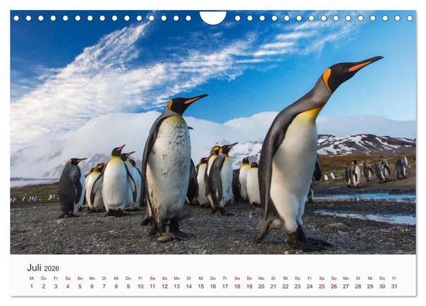 Produktbild: Pinguine - Die sympathischen Frack-Tr&auml;ger (Wandkalender 2026 DIN A4 quer), CALVENDO Monatskalender
