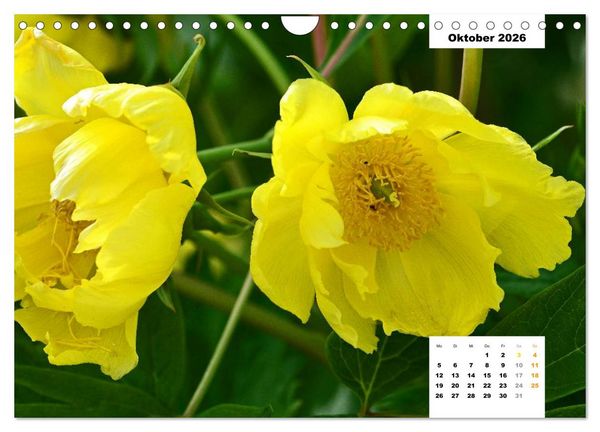 Produktbild: Zauber der P&auml;onien-Bl&uuml;te (Wandkalender 2026 DIN A4 quer), CALVENDO Monatskalender