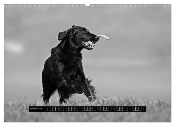 Produktbild: Flatcoated Retriever Black Edition (hochwertiger Premium Wandkalender 2026 DIN A2 quer), Kunstdruck in Hochglanz