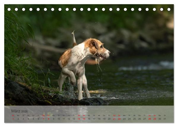 Produktbild: Treue Jagdgef&auml;hrten - Kleine Jagdhunde im Einsatz (Tischkalender 2026 DIN A5 quer), CALVENDO Monatskalender