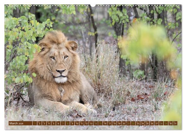 Produktbild: Lions of Southern Africa (High Quality Premium Wall Calendar 2026 DIN A2 landscape),CALVENDO 12 Month Wall Calendar