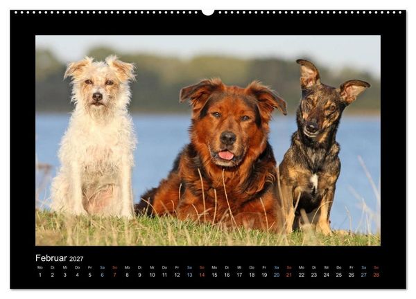 Produktbild: MIXlinge (hochwertiger Premium Wandkalender 2027 DIN A2 quer), Kunstdruck in Hochglanz