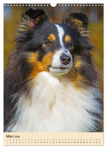 Produktbild: Sheltie - Wirbelwind auf 4 Pfoten (Wandkalender 2026 DIN A3 hoch), CALVENDO Monatskalender