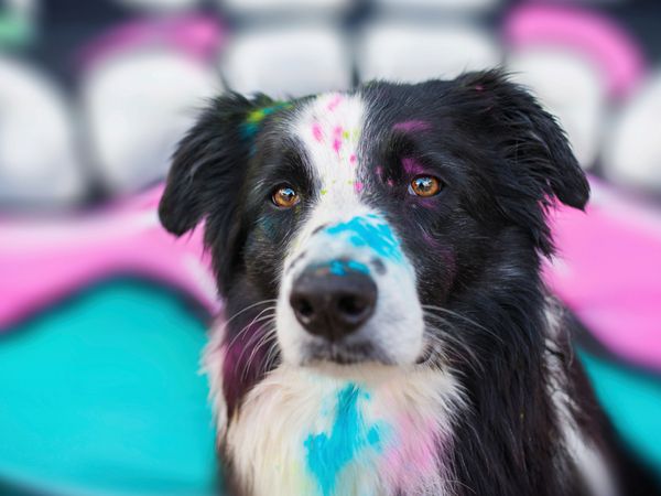 Produktbild: CALVENDO Puzzle Border Collie | 1000 Teile Lege-Gr&ouml;&szlig;e 64x48cm Foto-Puzzle f&uuml;r gl&uuml;ckliche Stunden