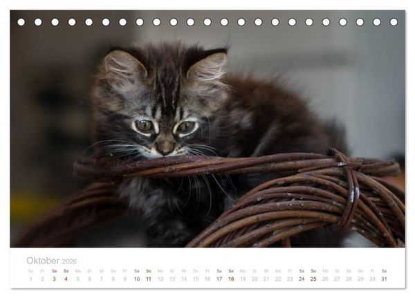 Produktbild: Katzenbabys beobachtet (Tischkalender 2026 DIN A5 quer), CALVENDO Monatskalender