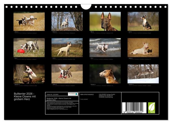 Produktbild: Bullterrier 2026 - Kleine Clowns mit gro&szlig;em Herz (Wandkalender 2026 DIN A4 quer), CALVENDO Monatskalender