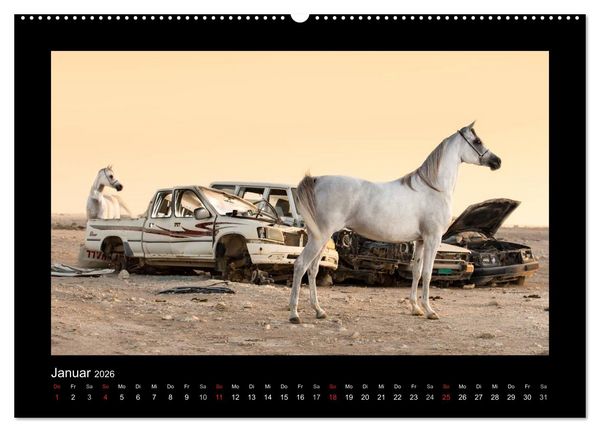 Produktbild: Vollblutaraber (hochwertiger Premium Wandkalender 2026 DIN A2 quer), Kunstdruck in Hochglanz
