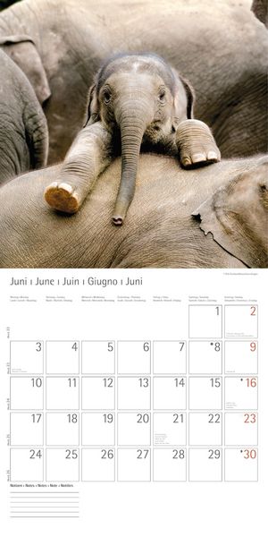 Produktbild: Elefanten - T & C-Kalender 2013