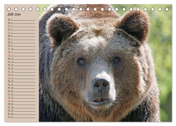Produktbild: B&auml;ren. Unterwegs mit Meister Petz (Tischkalender 2026 DIN A5 quer), CALVENDO Monatskalender