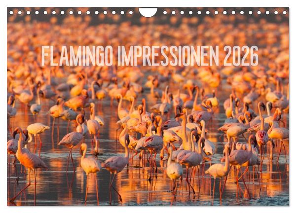Produktbild: Flamingo Impressionen 2026 (Wandkalender 2026 DIN A4 quer), CALVENDO Monatskalender