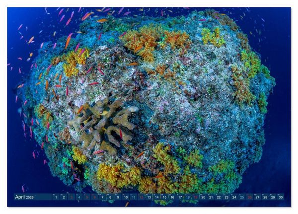 Produktbild: Unterwasserwelt Christmas Island (Tischkalender 2026 DIN A5 quer), CALVENDO Monatskalender