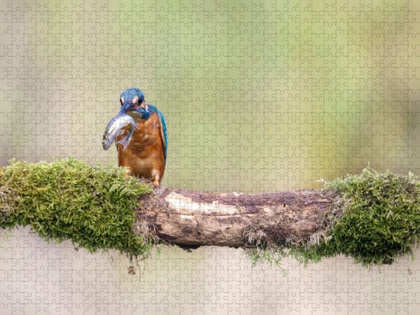 Produktbild: CALVENDO Puzzle Eisvogel mit Fisch im Schnabel | 1000 Teile Lege-Gr&ouml;&szlig;e 64x48cm Foto-Puzzle f&uuml;r gl&uuml;ckliche Stunden
