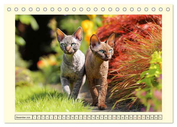 Produktbild: Devon Rex Katzen. Der aufgeweckte Kobold im Garten (Tischkalender 2026 DIN A5 quer), CALVENDO Monatskalender