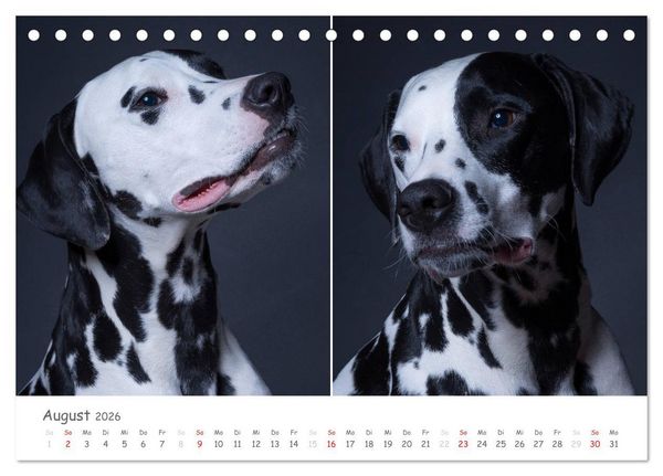 Produktbild: charakterstarke Hunde, wundersch&ouml;ne Hundeportraits (Tischkalender 2026 DIN A5 quer), CALVENDO Monatskalender
