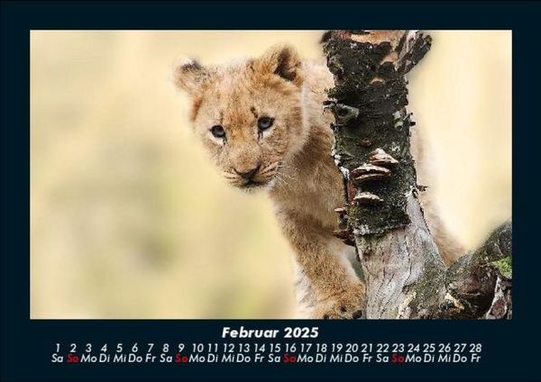 Produktbild: L&ouml;wen in der Wildnis 2025 Fotokalender DIN A5