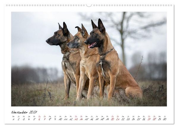 Produktbild: Malinois - Seelen aus Feuer (Wandkalender 2027 DIN A2 quer), CALVENDO Monatskalender