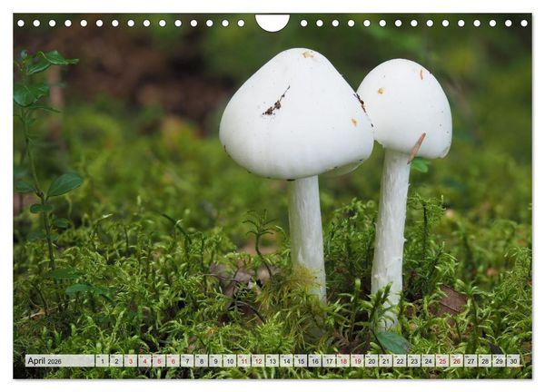 Produktbild: Sch&ouml;n, aber giftig. Giftpilze, die Sammler kennen sollten. (Wandkalender 2026 DIN A4 quer), CALVENDO Monatskalender