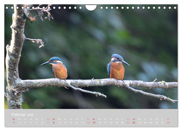 Produktbild: Der Eisvogel, ein Juwel der Natur (Wandkalender 2026 DIN A4 quer), CALVENDO Monatskalender