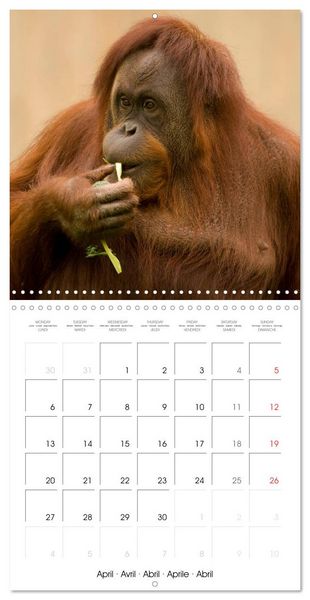 Produktbild: Orangutans Inhabitants of the rainforests (Wall Calendar 2026 12 &times; 12 Inch) CALVENDO 12 Month Wall Calendar