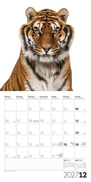 Produktbild: Animals Kalender 2027 - 30x30 - Art12