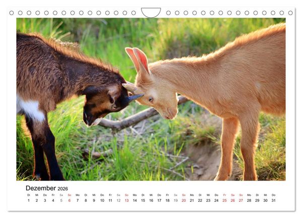 Produktbild: Wer zickt denn da? - Zicklein-Edition (Wandkalender 2026 DIN A4 quer), CALVENDO Monatskalender