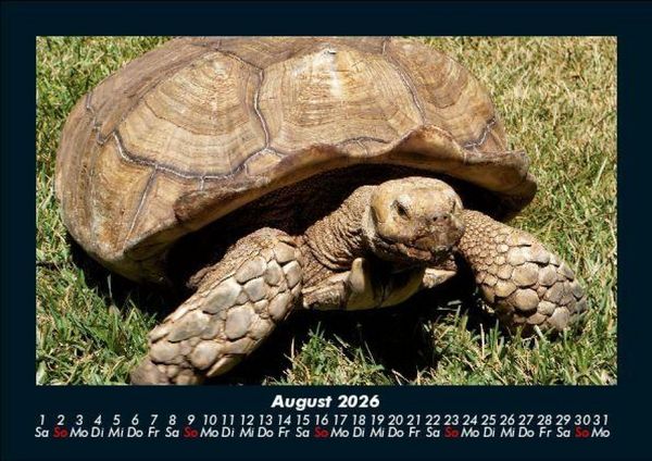 Produktbild: Schildkr&ouml;tenzauber 2026 Fotokalender DIN A5