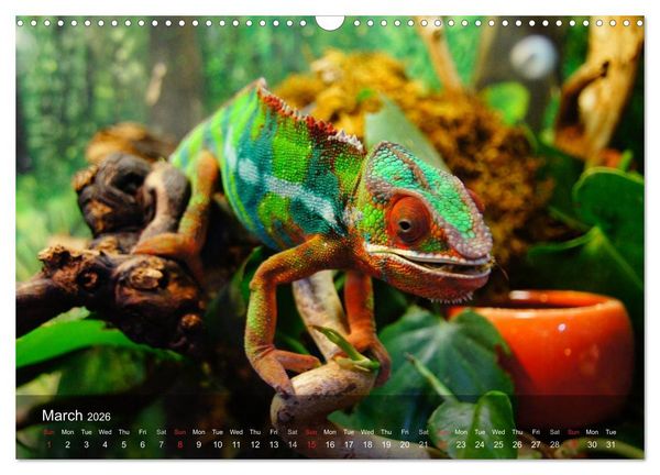 Produktbild: Reptiles Colorful beauties (Wall Calendar 2026 DIN A3 landscape), CALVENDO 12 Month Wall Calendar