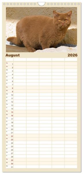 Produktbild: Familienplaner 2026 - B&auml;rige Schmusetiger - Britisch Kurzhaar Katzen mit 5 Spalten (Wandkalender, 21 x 45 cm) CALVENDO