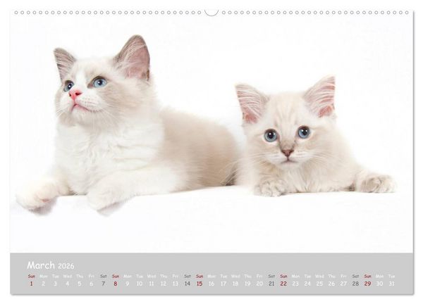Produktbild: Amazing Ragdoll Kittens (High Quality Premium Wall Calendar 2026 DIN A2 landscape),CALVENDO 12 Month Wall Calendar